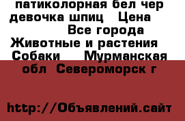 патиколорная бел/чер девочка шпиц › Цена ­ 15 000 - Все города Животные и растения » Собаки   . Мурманская обл.,Североморск г.